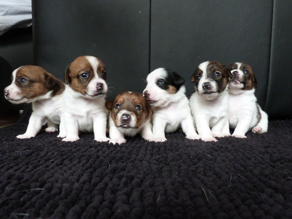 De La Belle Ame - Jack Russell Terrier - Portée née le 12/06/2019