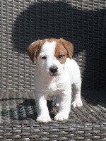 De La Belle Ame - Jack Russell Terrier - Portée née le 08/05/2018
