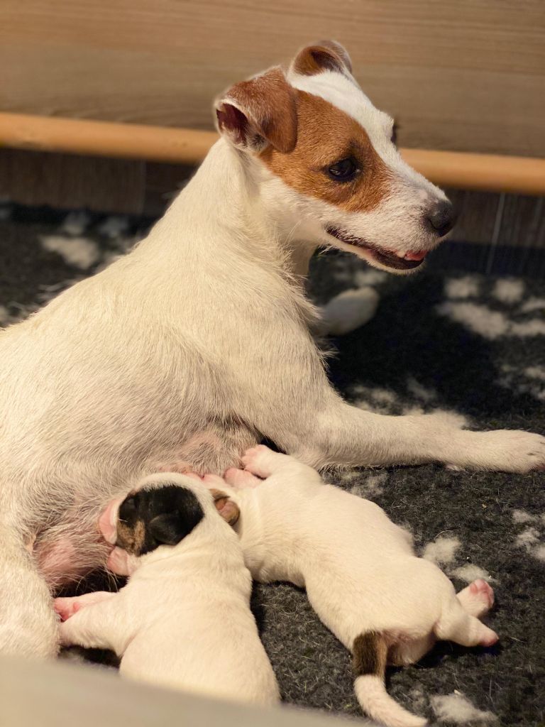 De La Belle Ame - Jack Russell Terrier - Portée née le 09/08/2020